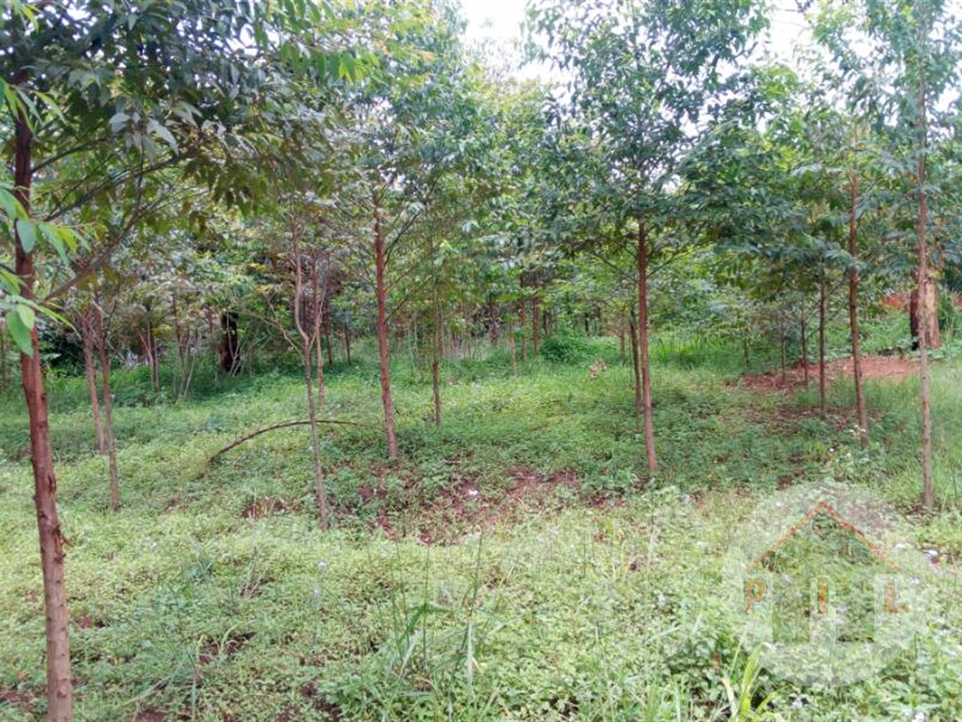 Commercial Land for sale in Kassanda Mityana