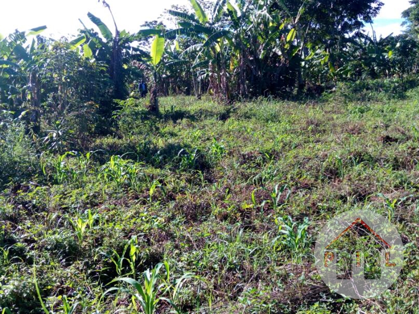 Commercial Land for sale in Busundo Mityana
