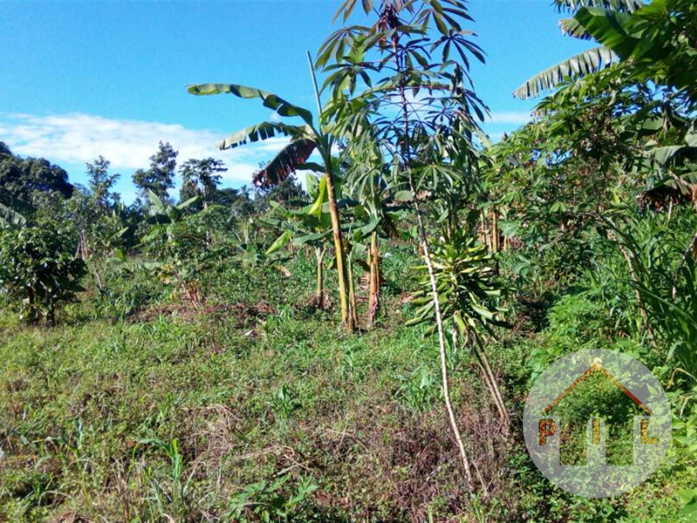 Commercial Land for sale in Busundo Mityana