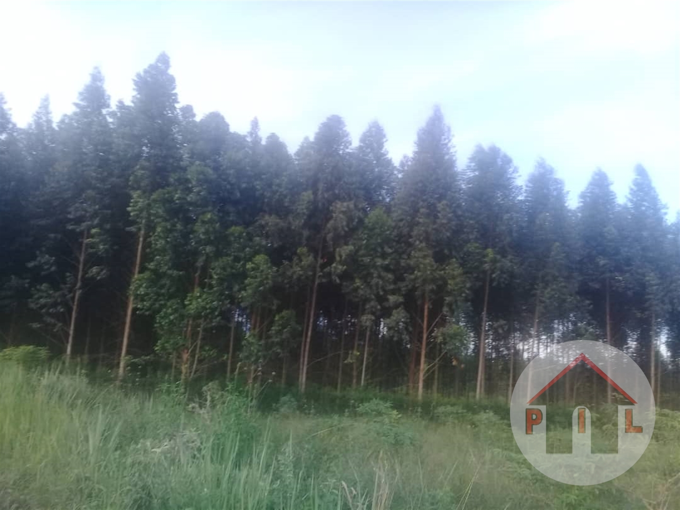 Agricultural Land for sale in Ziloobwe Luweero