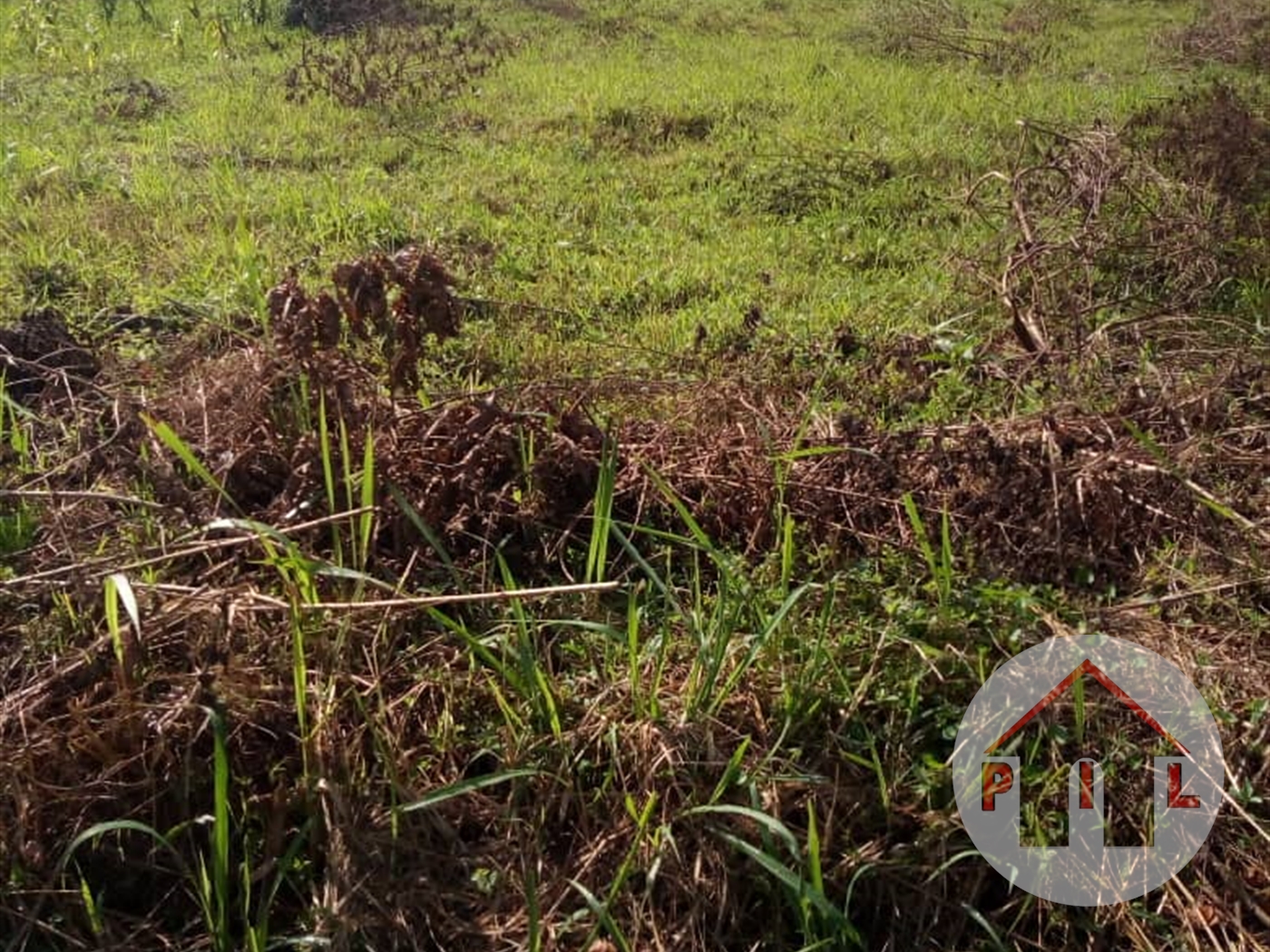 Residential Land for sale in Namulonge Wakiso