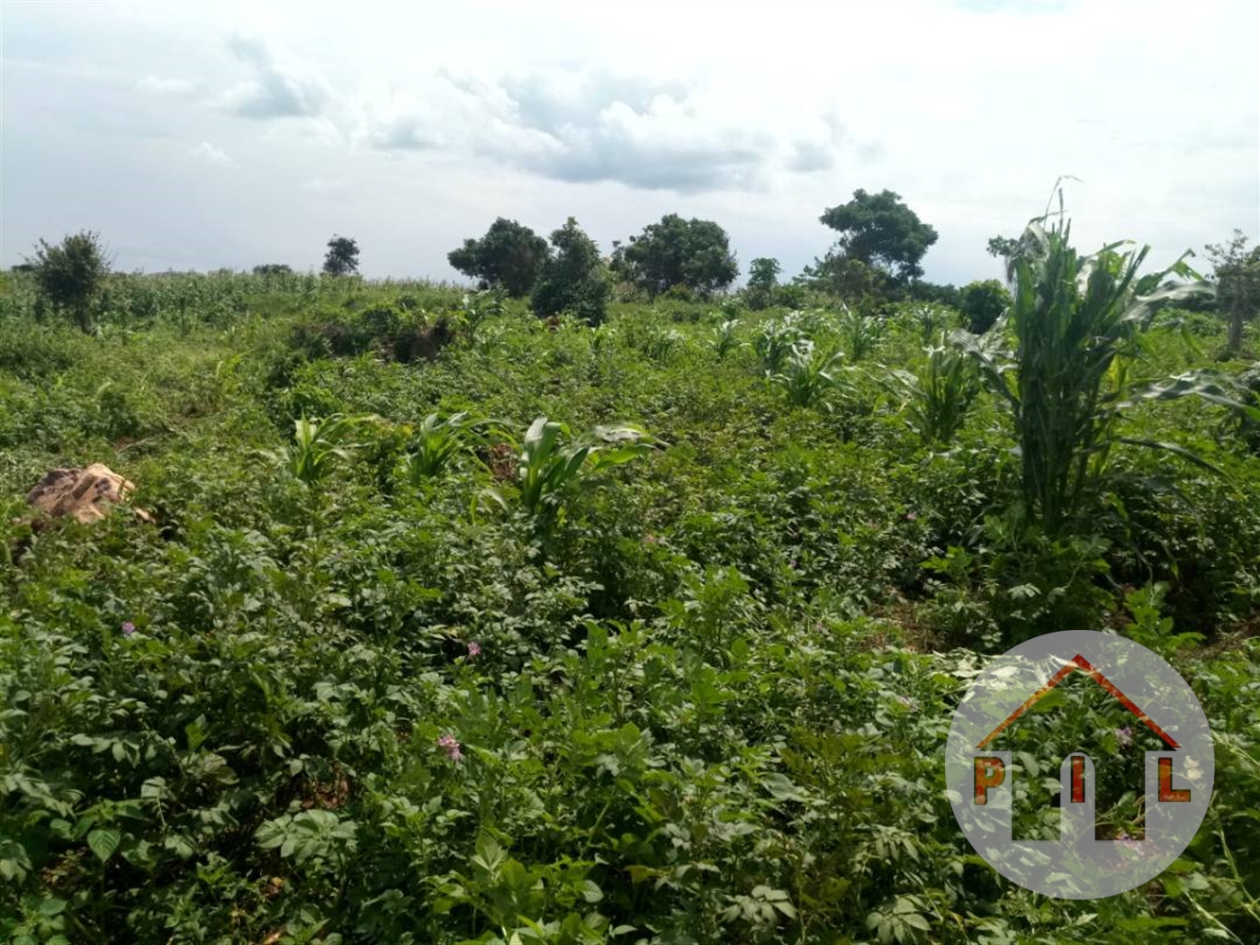 Agricultural Land for sale in Ntenjjeru Mukono