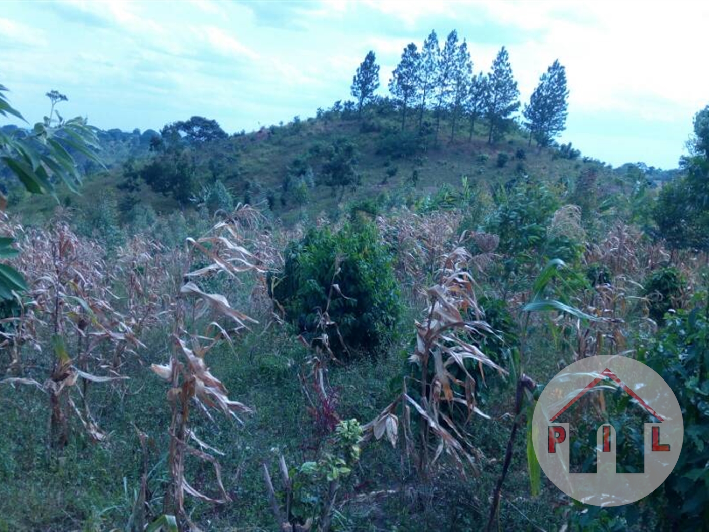 Agricultural Land for sale in Webitungulu Luweero