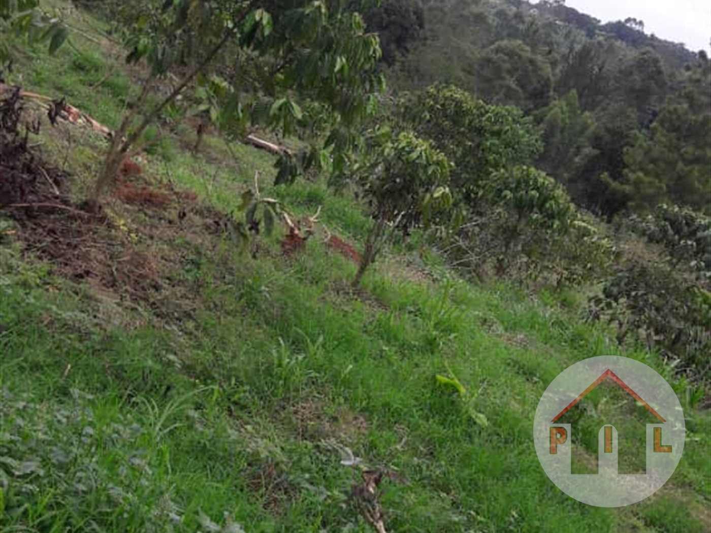 Agricultural Land for sale in Kakooge Nakasongola