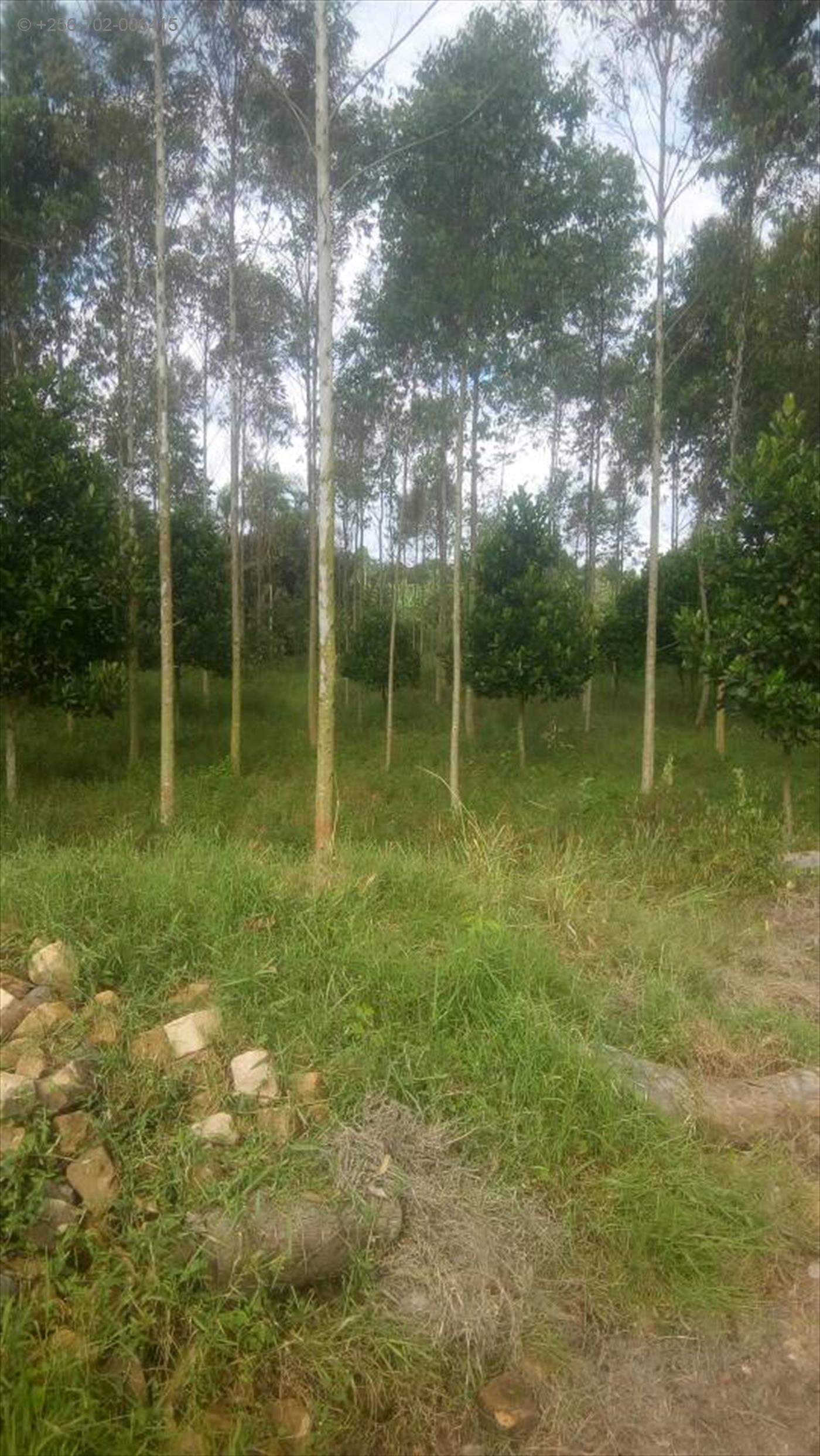 Agricultural Land for sale in Kazinga Wakiso