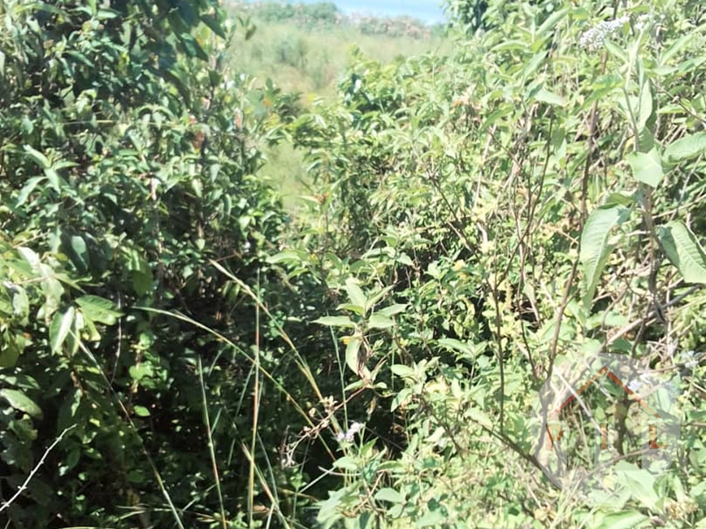 Agricultural Land for sale in Mpunge Mukono