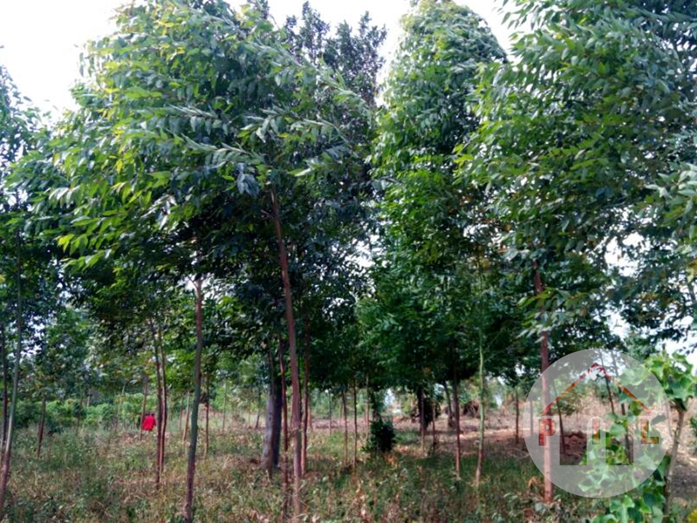 Multipurpose Land for sale in Kiwenda Wakiso