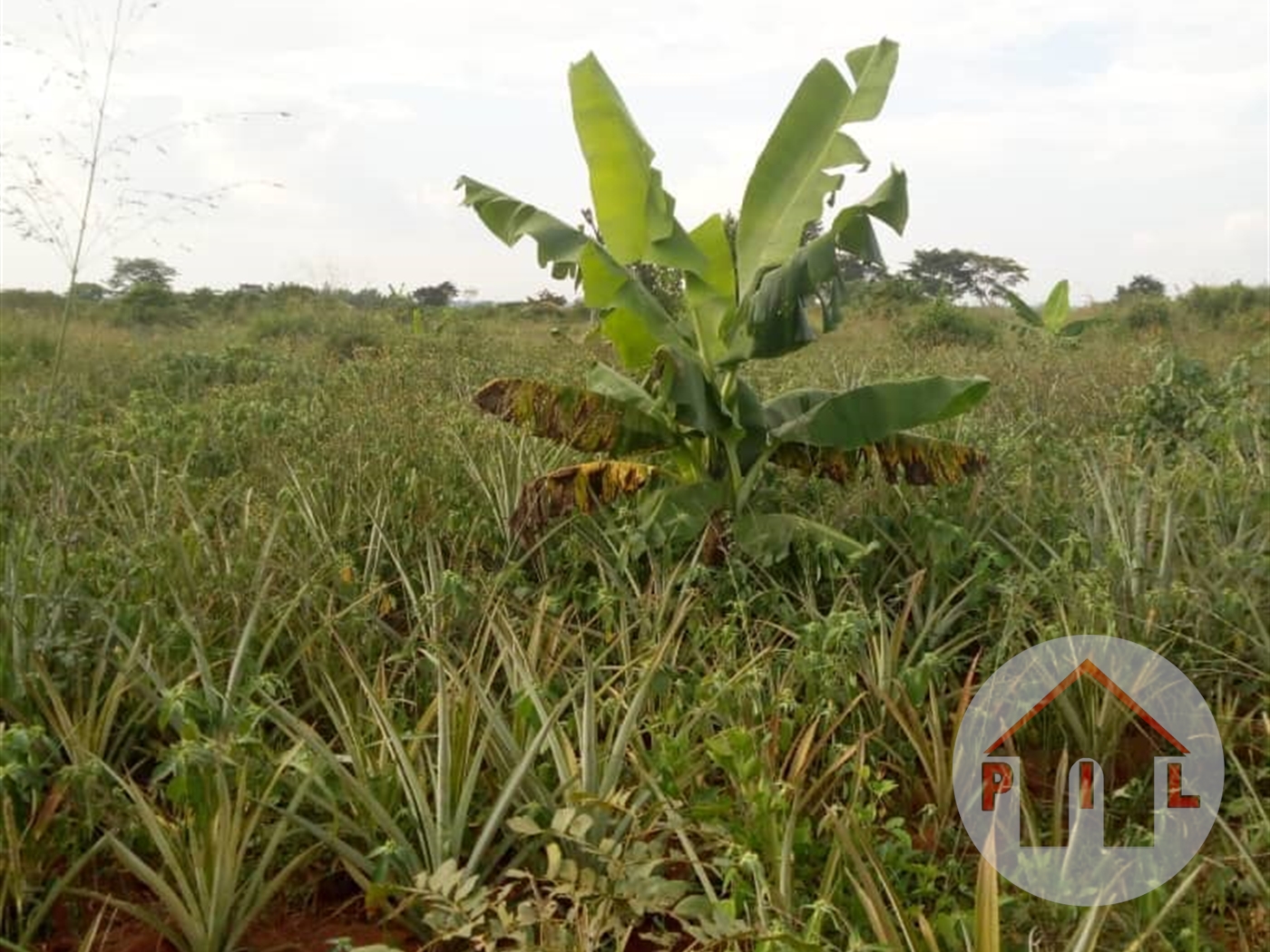 Multipurpose Land for sale in Namulonge Wakiso