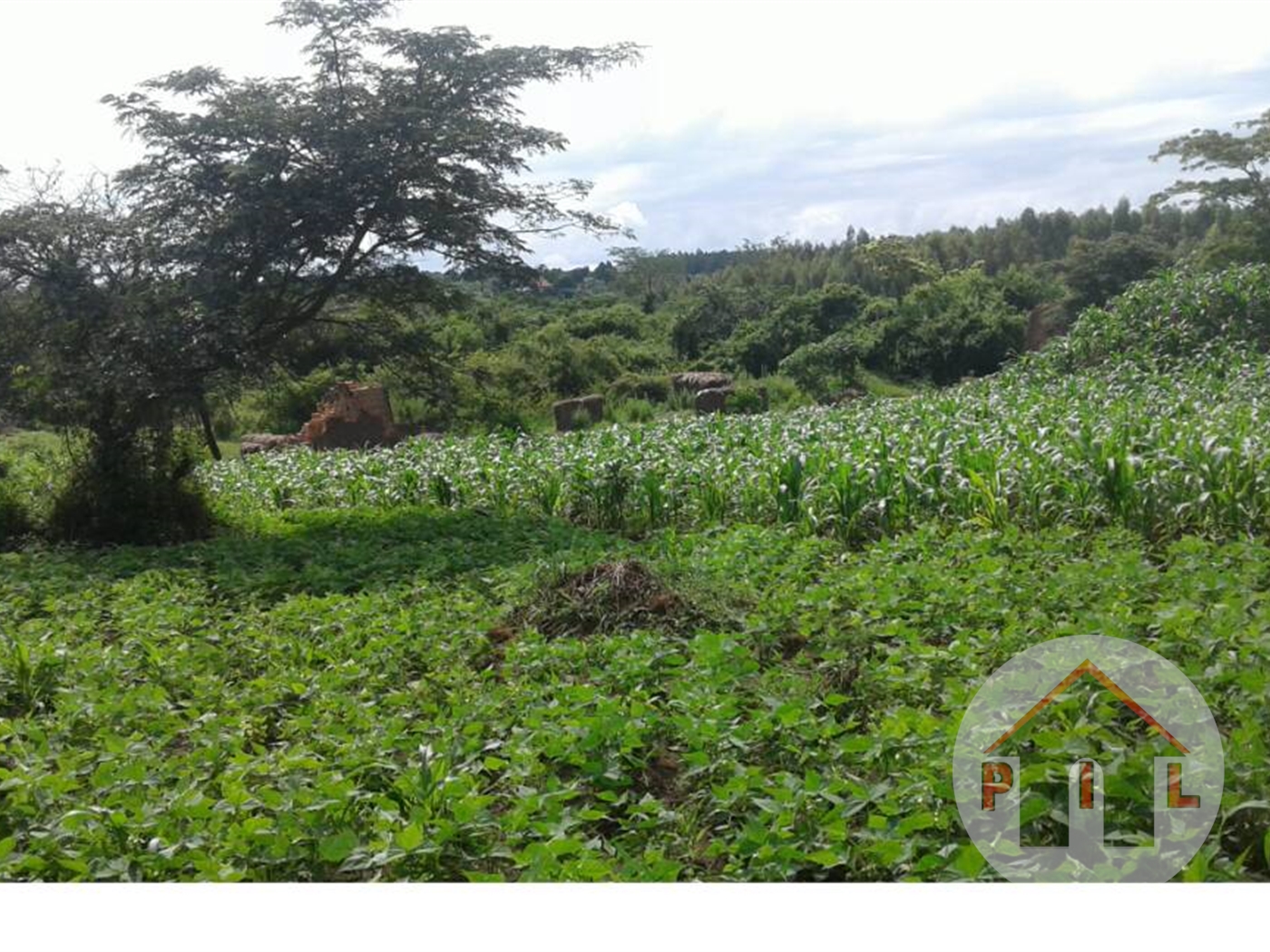 Agricultural Land for sale in Myanza Mubende