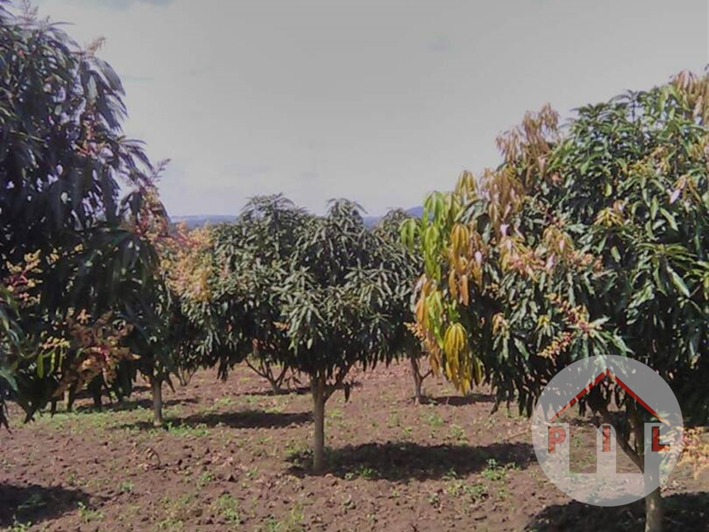 Agricultural Land for sale in Kasambya Mubende