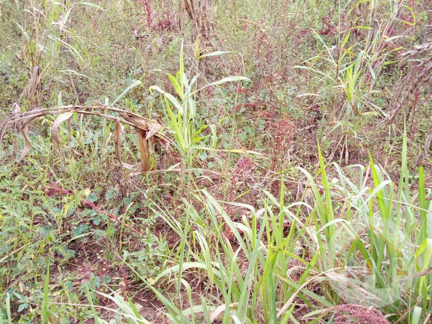 Agricultural Land for sale in Nakaseke Nakaseke