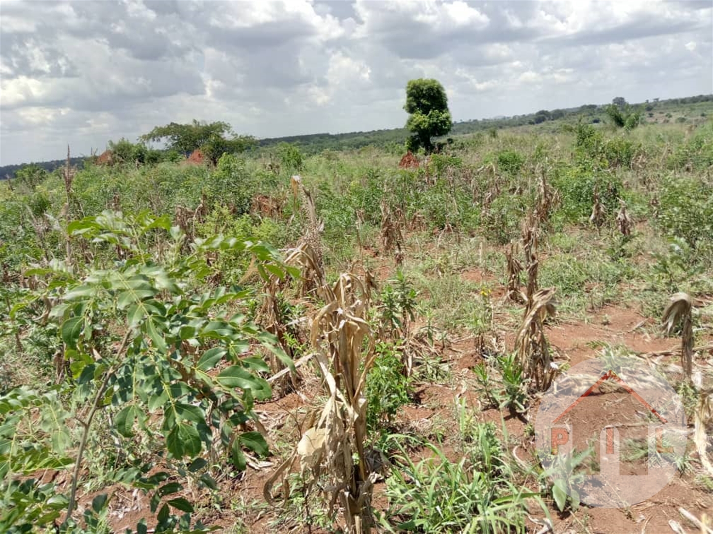 Agricultural Land for sale in Gayaza Wakiso