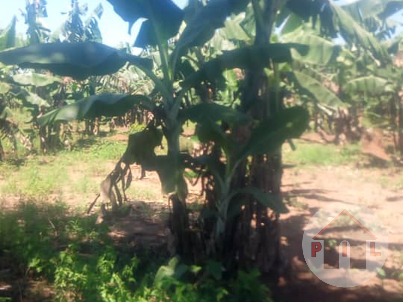 Agricultural Land for sale in Vvumba Wakiso