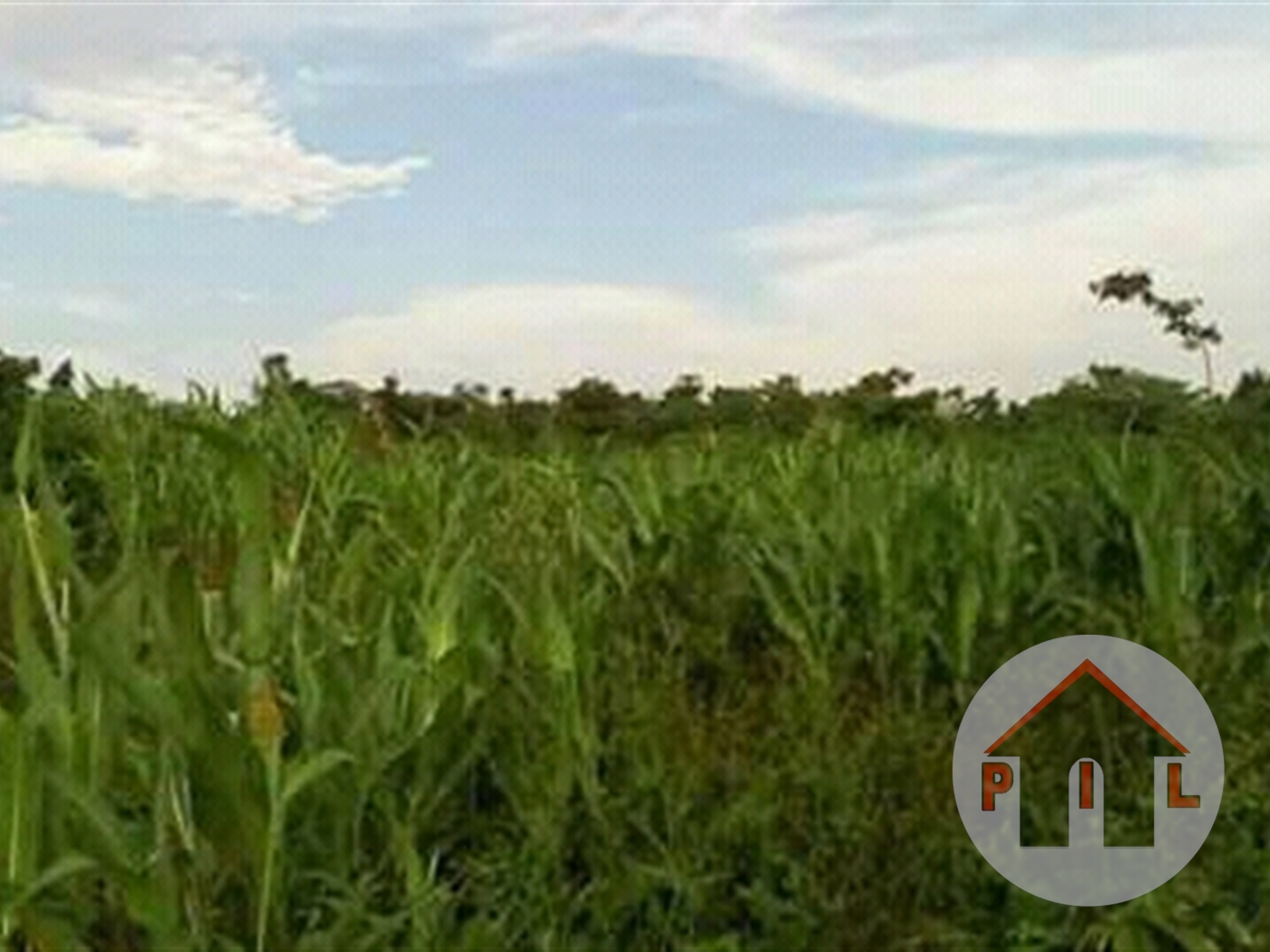 Agricultural Land for sale in Galilaya Kayunga