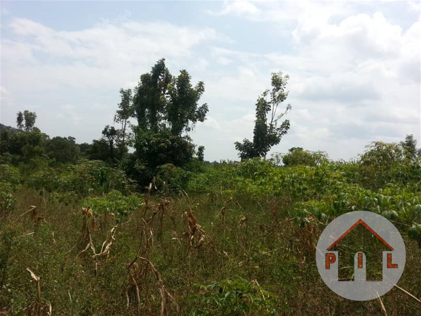 Agricultural Land for sale in Ngaju Luweero