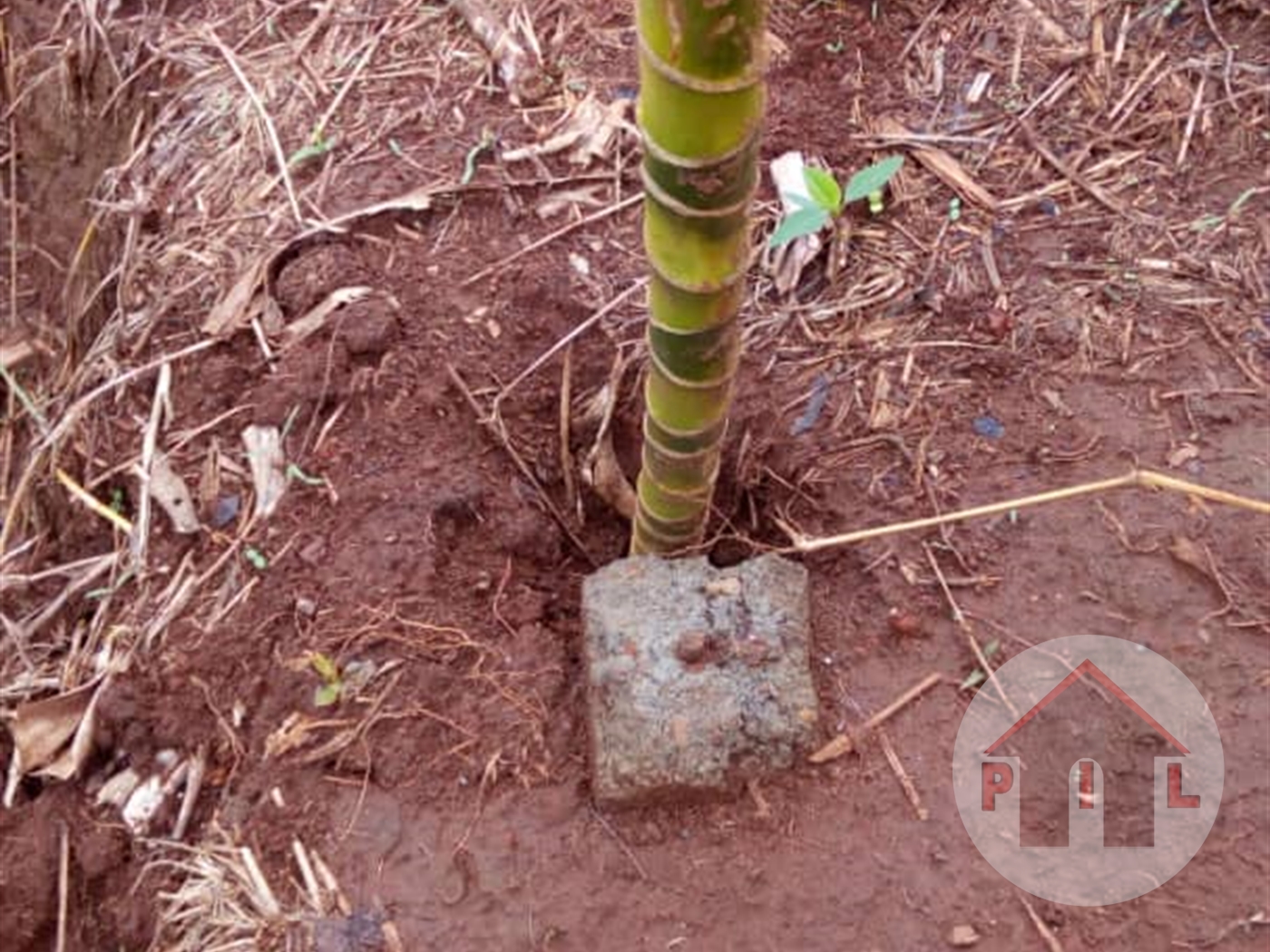 Agricultural Land for sale in Tanda Mityana