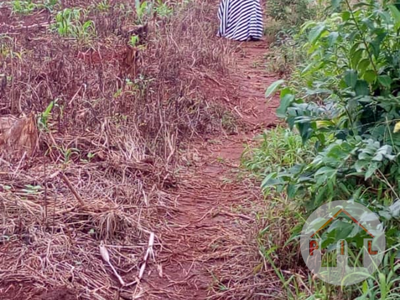 Agricultural Land for sale in Tanda Mityana