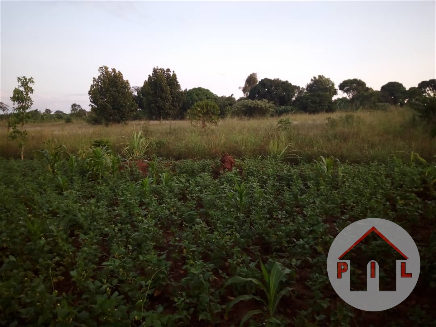 Agricultural Land for sale in Wakyato Nakaseke