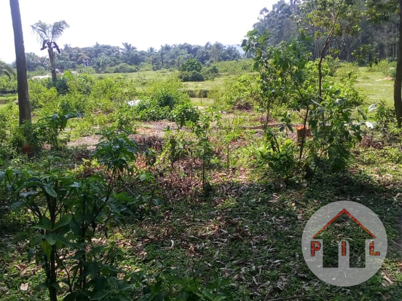 Agricultural Land for sale in Kyaluweza Nakasongola