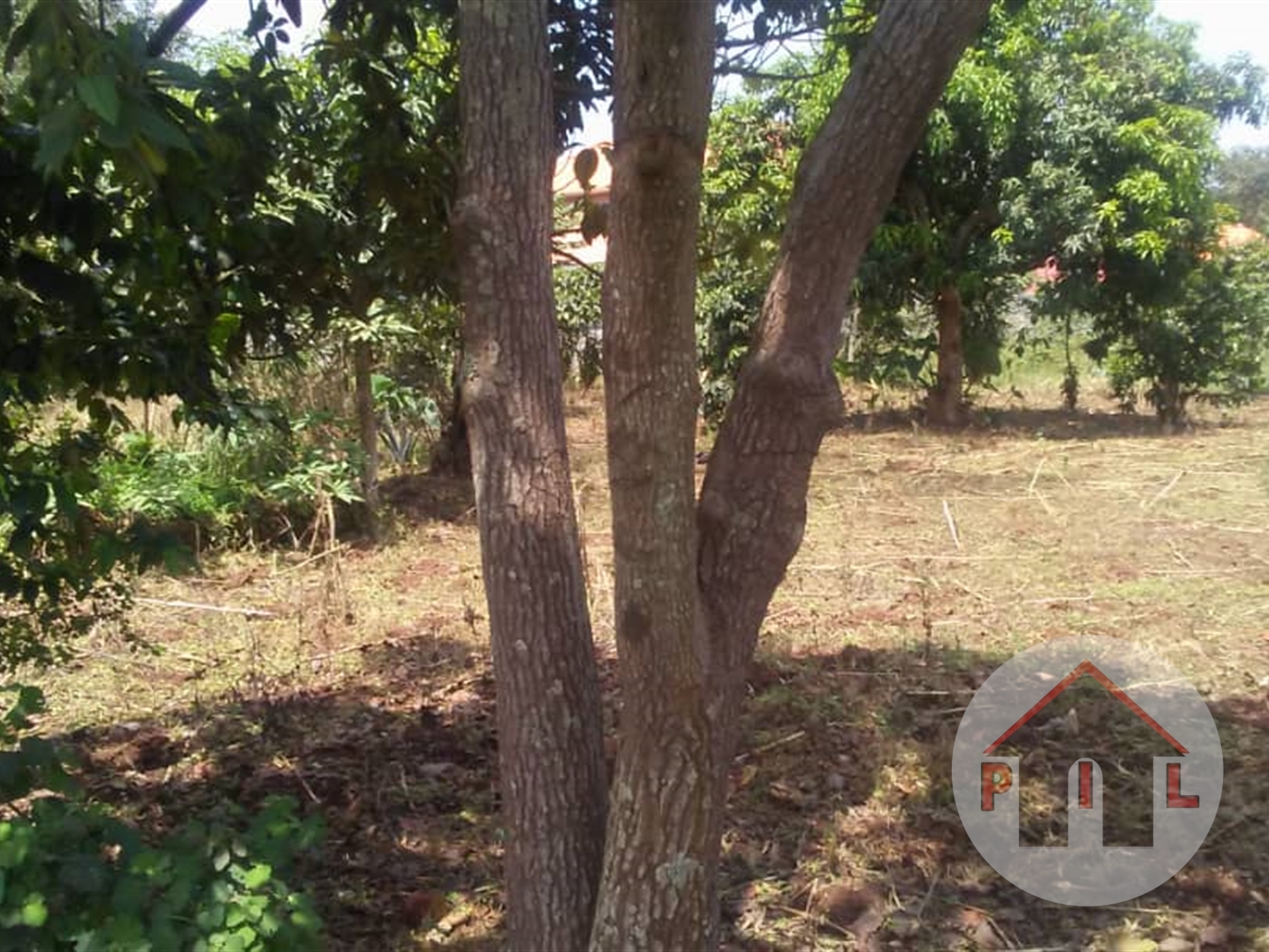 Agricultural Land for sale in Kyaluweza Nakasongola