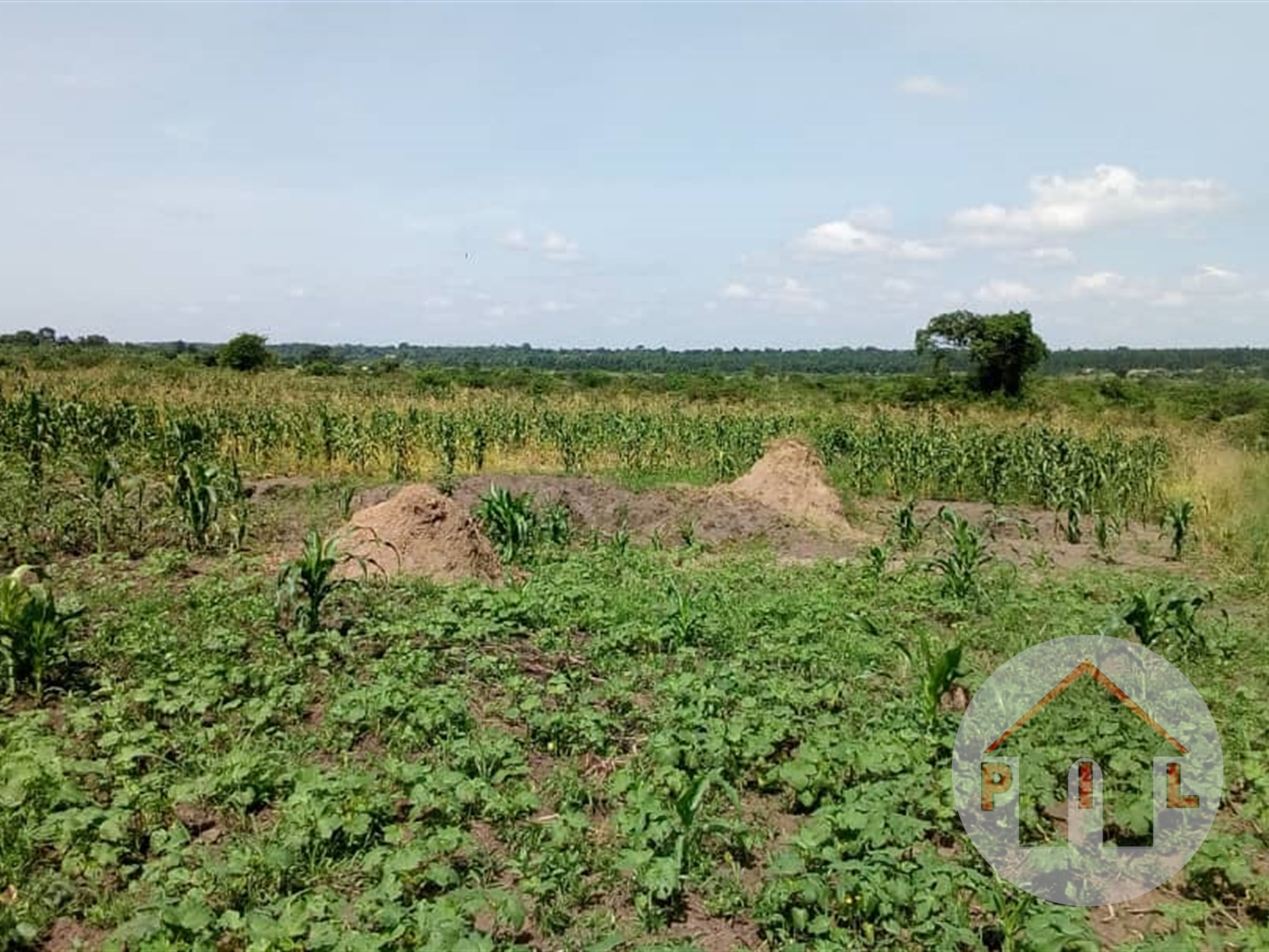 Agricultural Land for sale in Wobulenzi Luwero Uganda, code 37605, 23