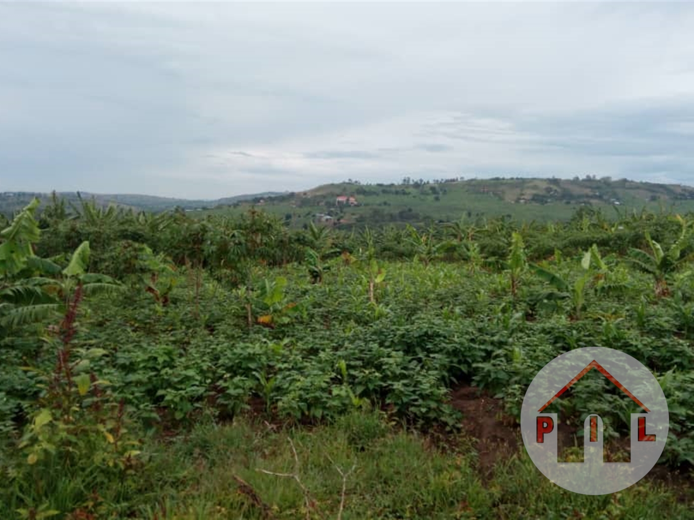 Agricultural Land for sale in Butalangu Nakaseke