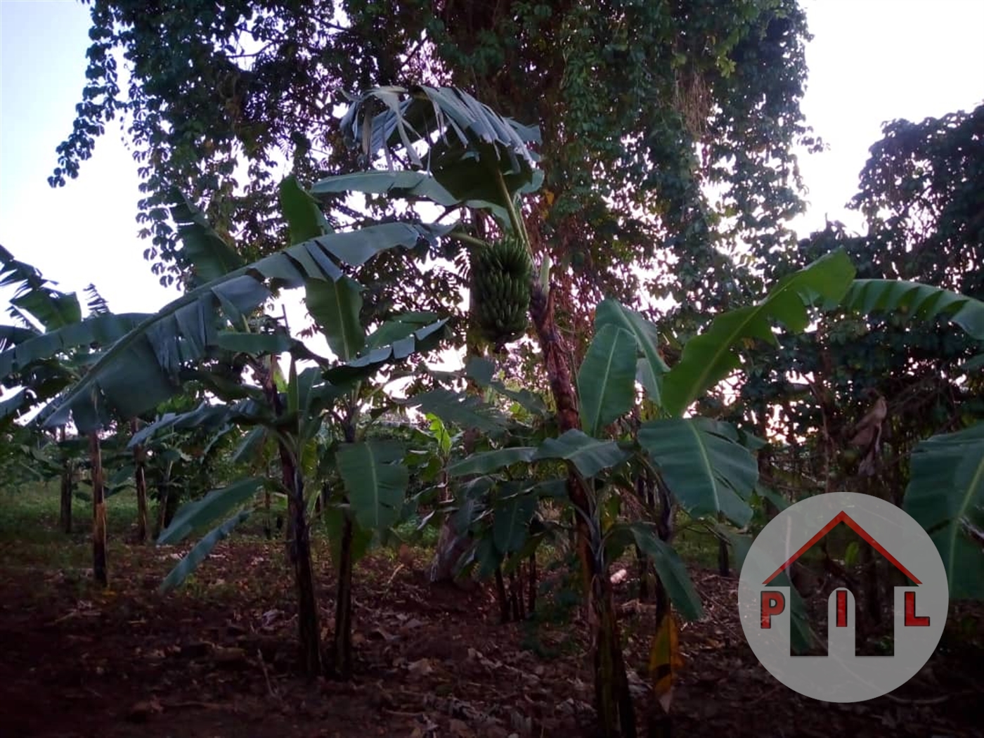 Agricultural Land for sale in Katikamu Luweero