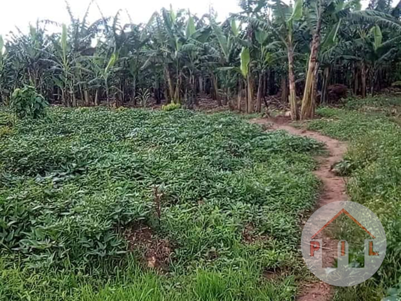 Agricultural Land for sale in Katikamu Luweero