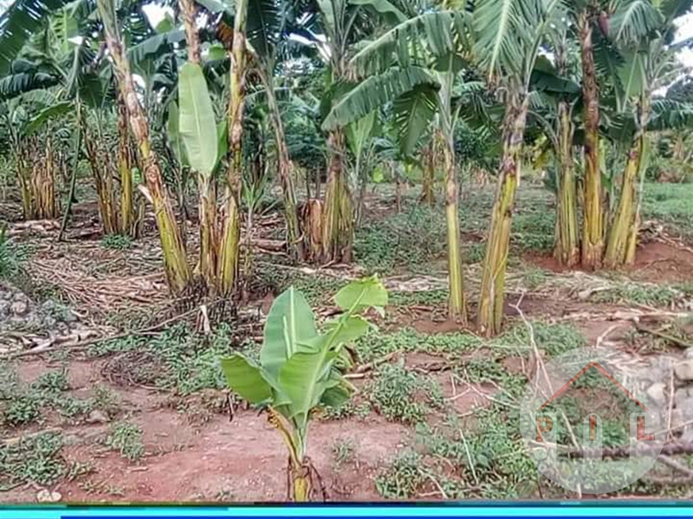 Agricultural Land for sale in Katikamu Luweero