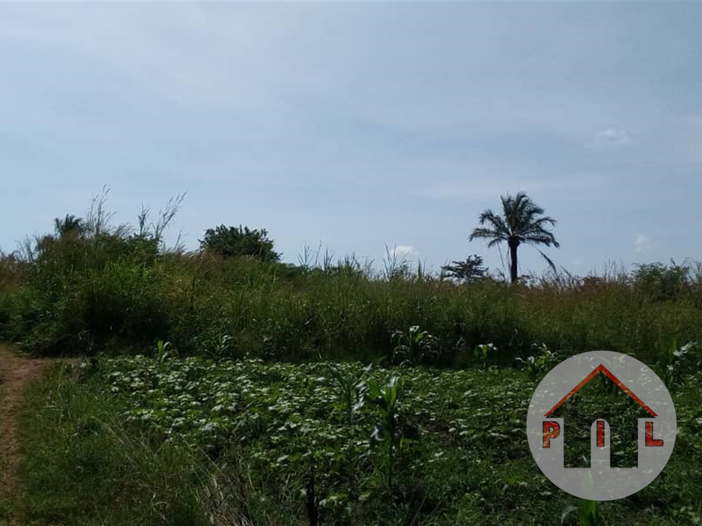 Agricultural Land for sale in Kikyuusa Luweero