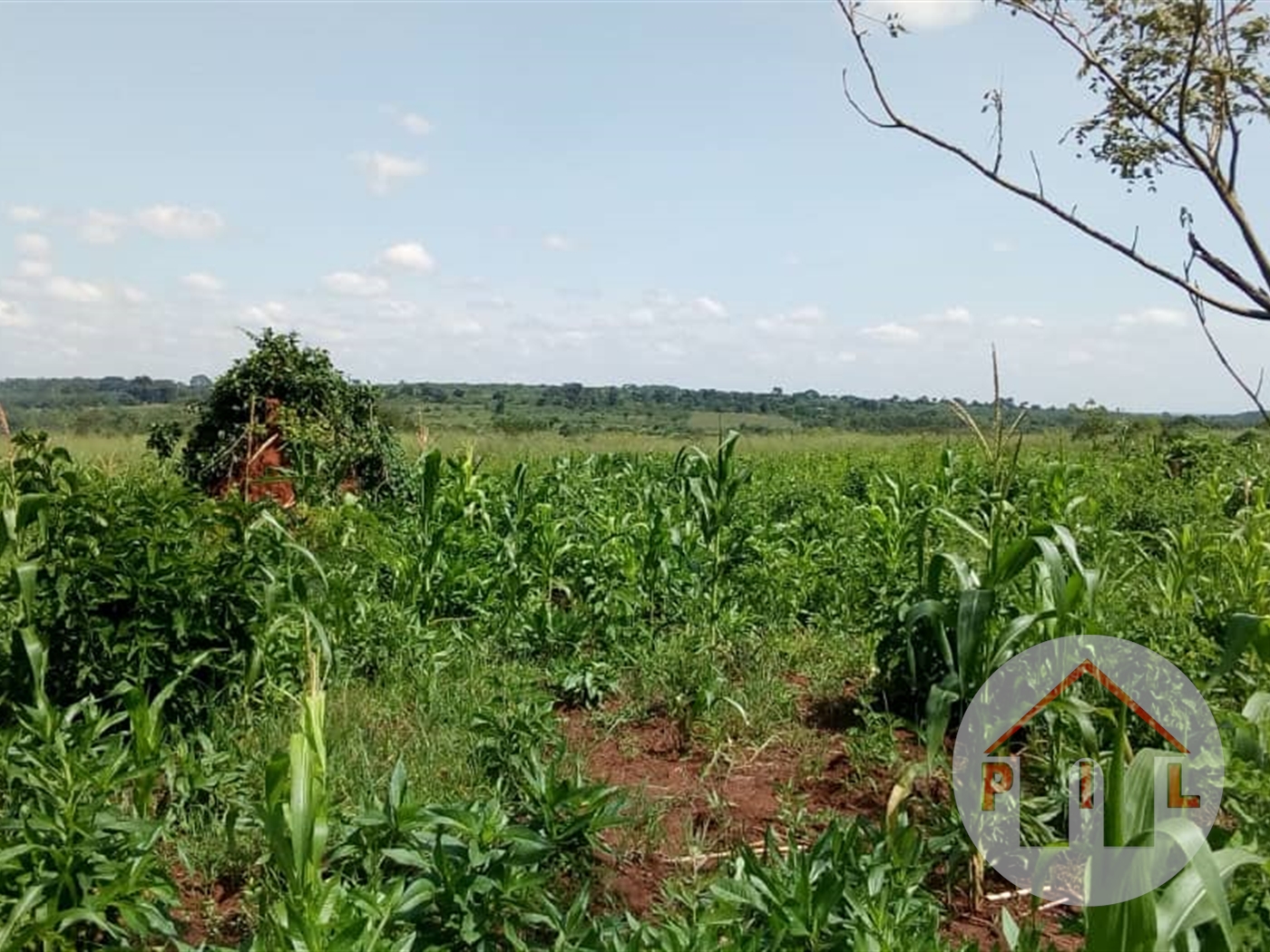 Agricultural Land for sale in Kikyuusa Luweero