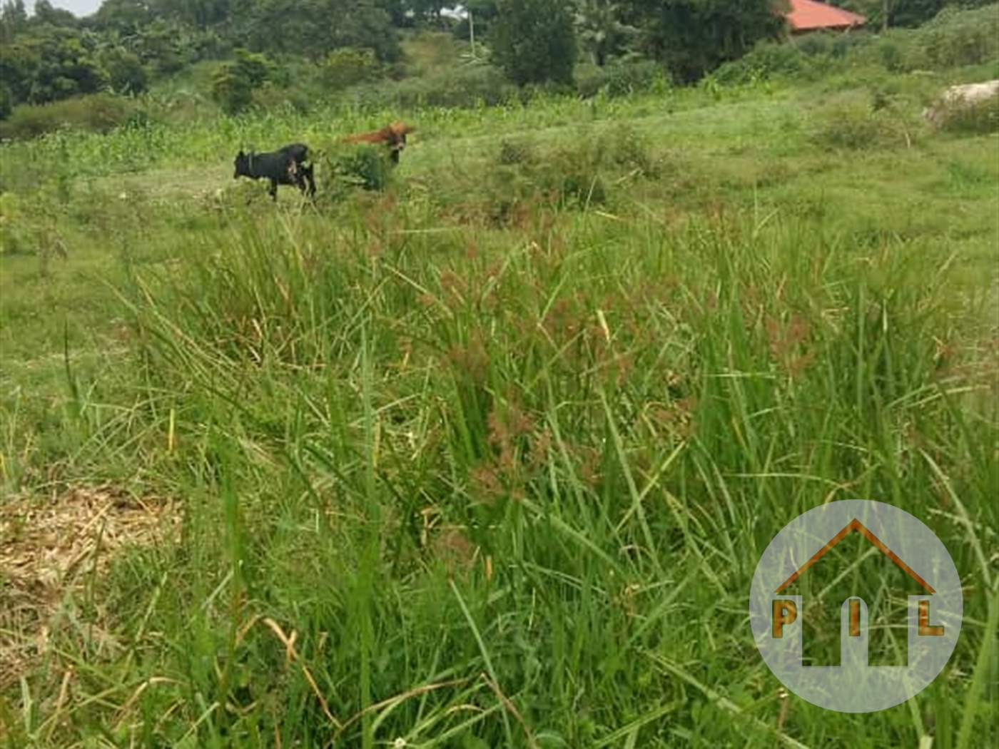 Residential Land for sale in Namanve Kampala