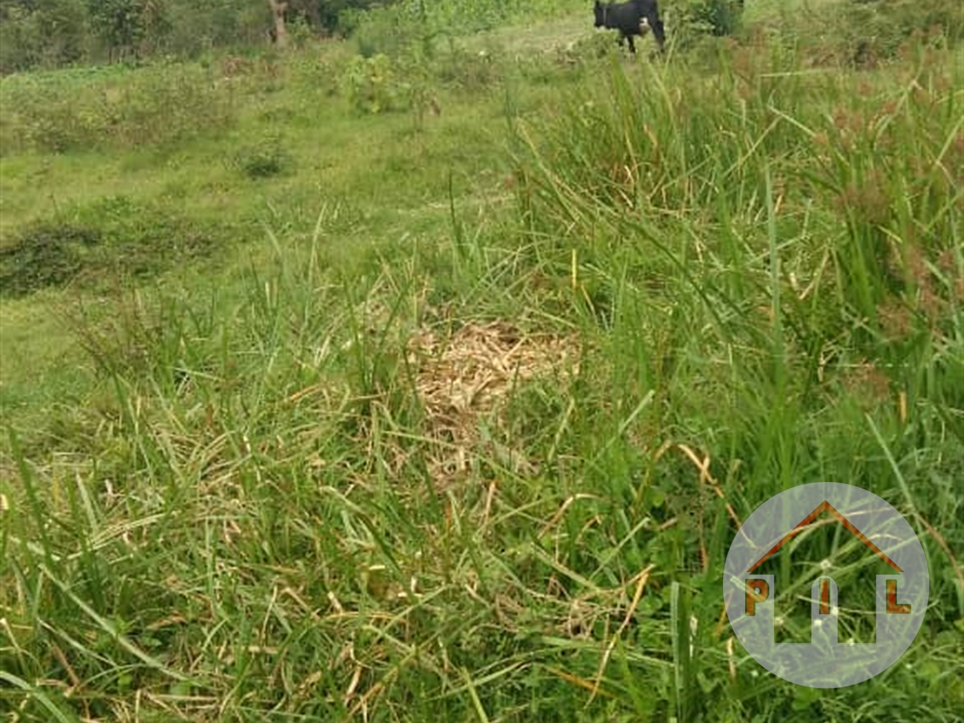 Agricultural Land for sale in Gayaza Wakiso