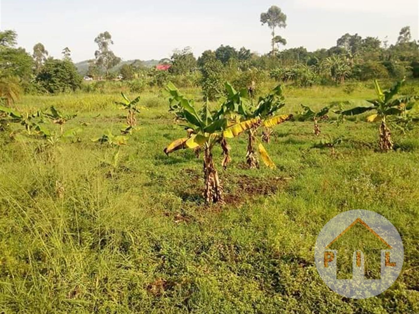 Agricultural Land for sale in Bombo Luweero