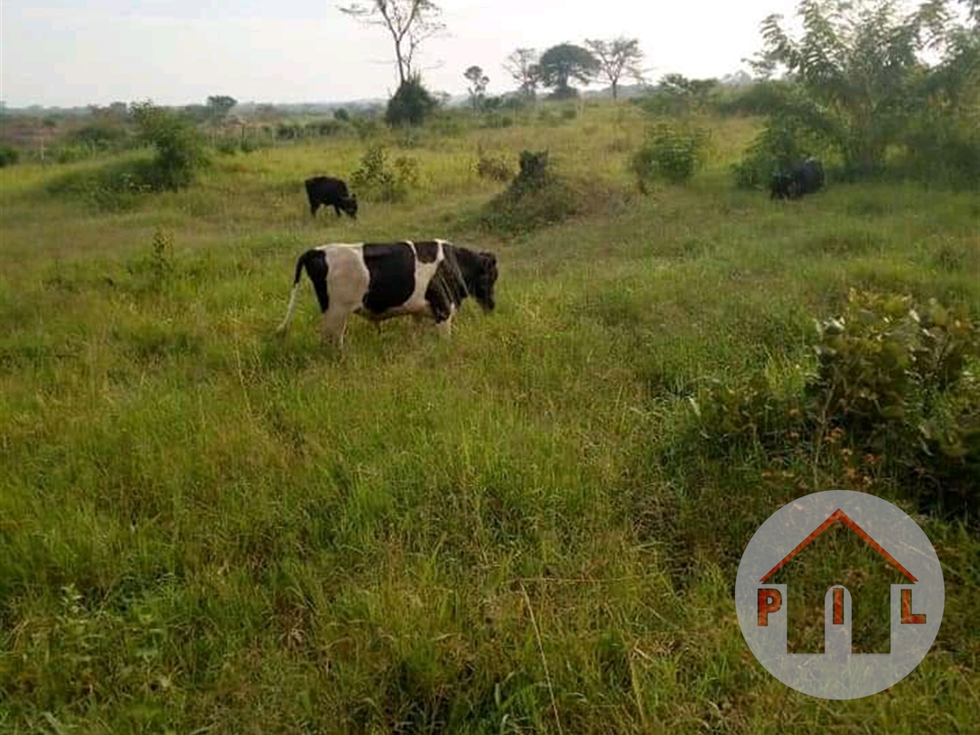 Agricultural Land for sale in Busunjju Mityana