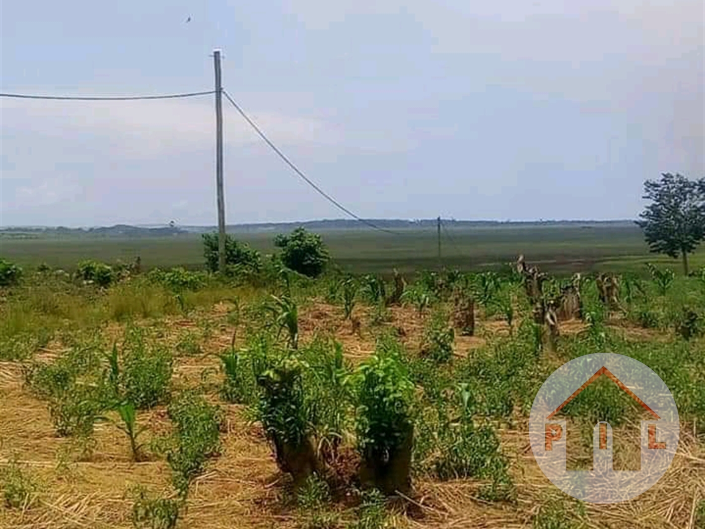 Agricultural Land for sale in Lugazi Kayunga