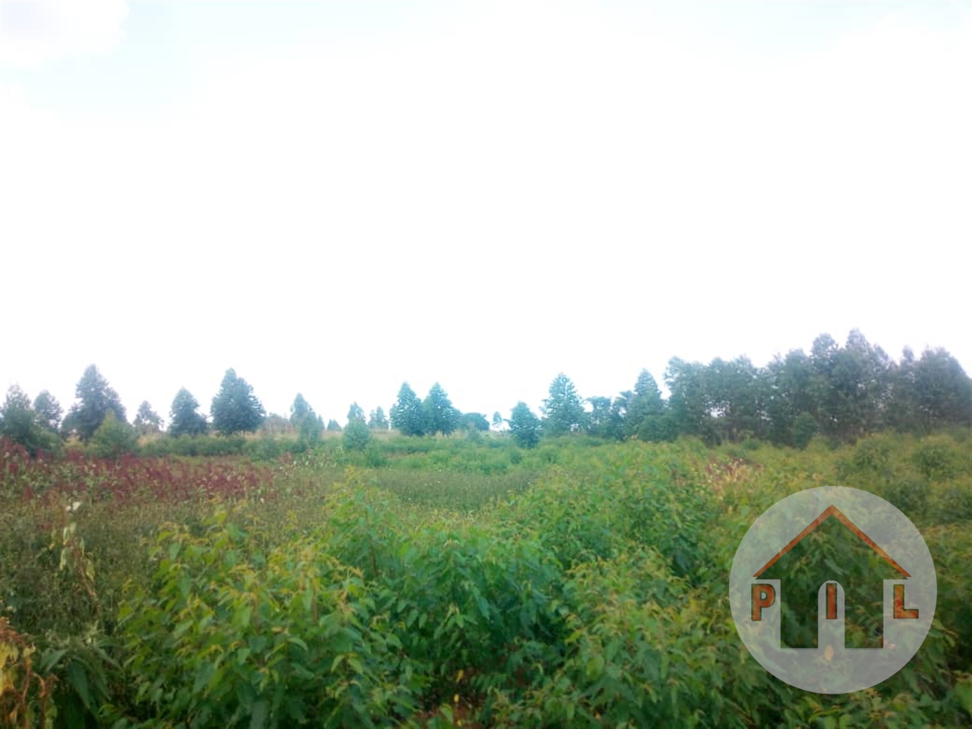 Agricultural Land for sale in Kyakatebe Mubende