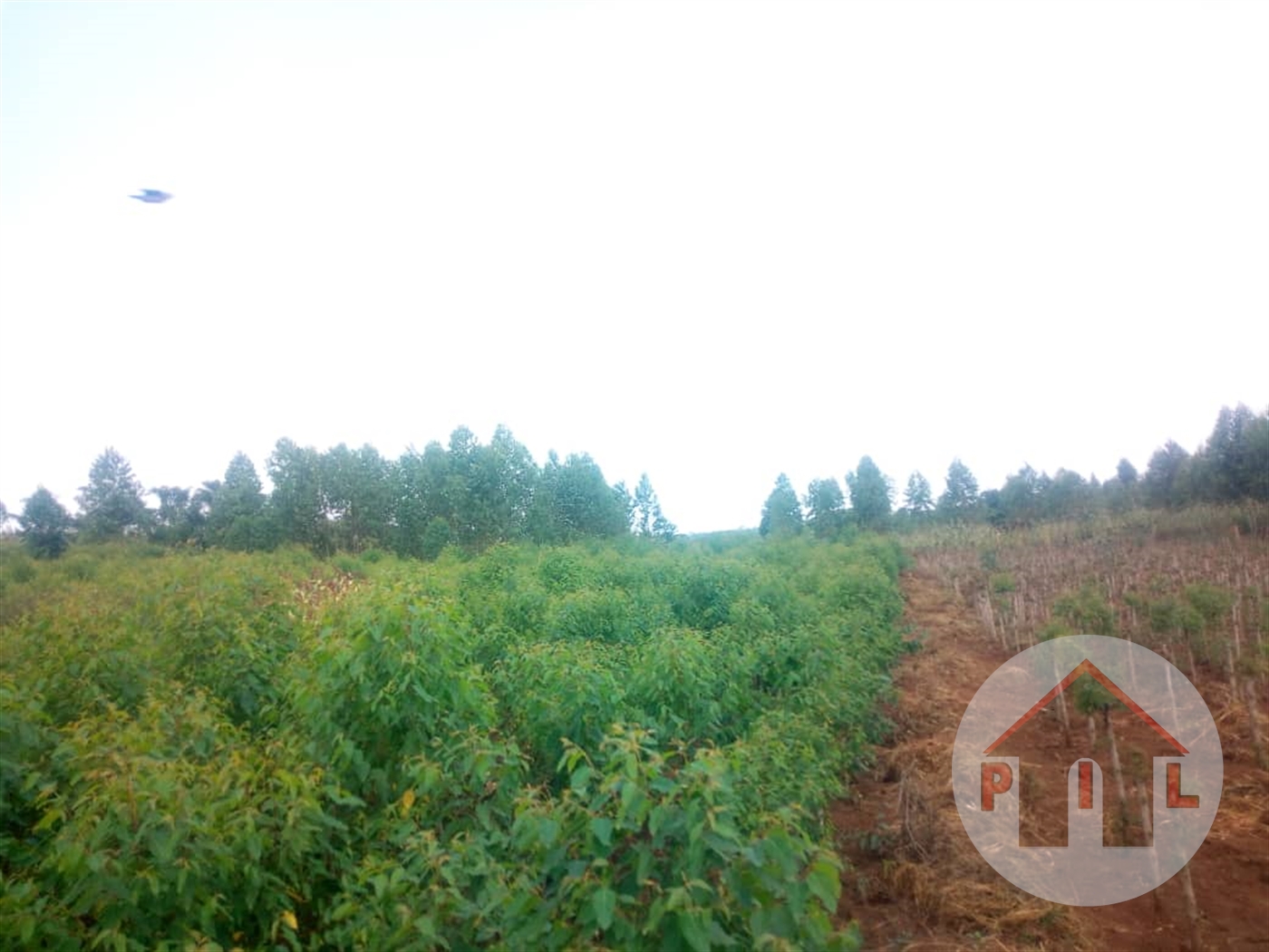 Agricultural Land for sale in Kyakatebe Mubende
