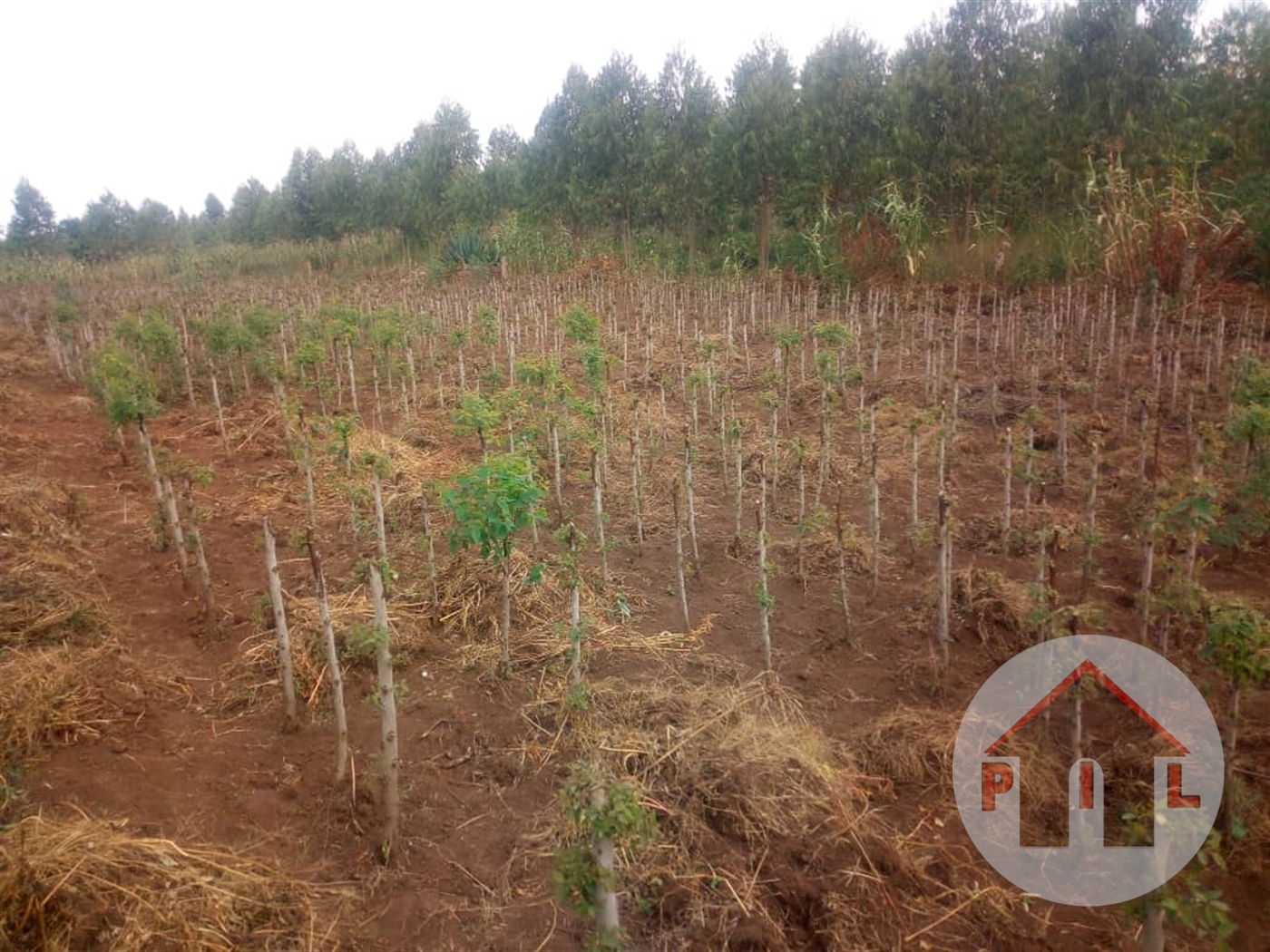 Agricultural Land for sale in Kyakatebe Mubende