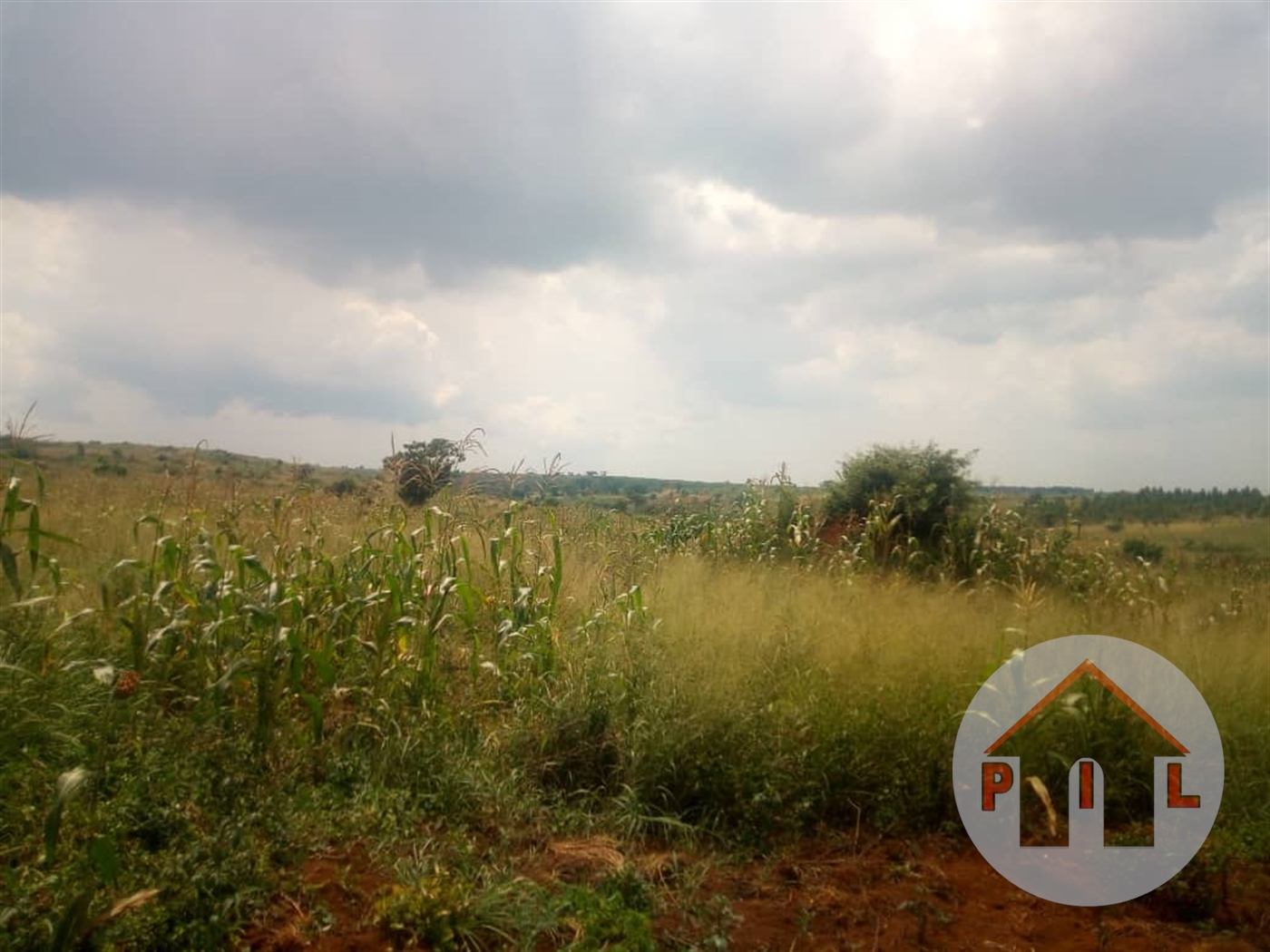 Agricultural Land for sale in Kyakatebe Mubende