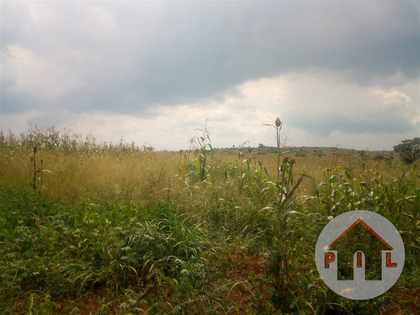 Agricultural Land for sale in Kyakatebe Mubende