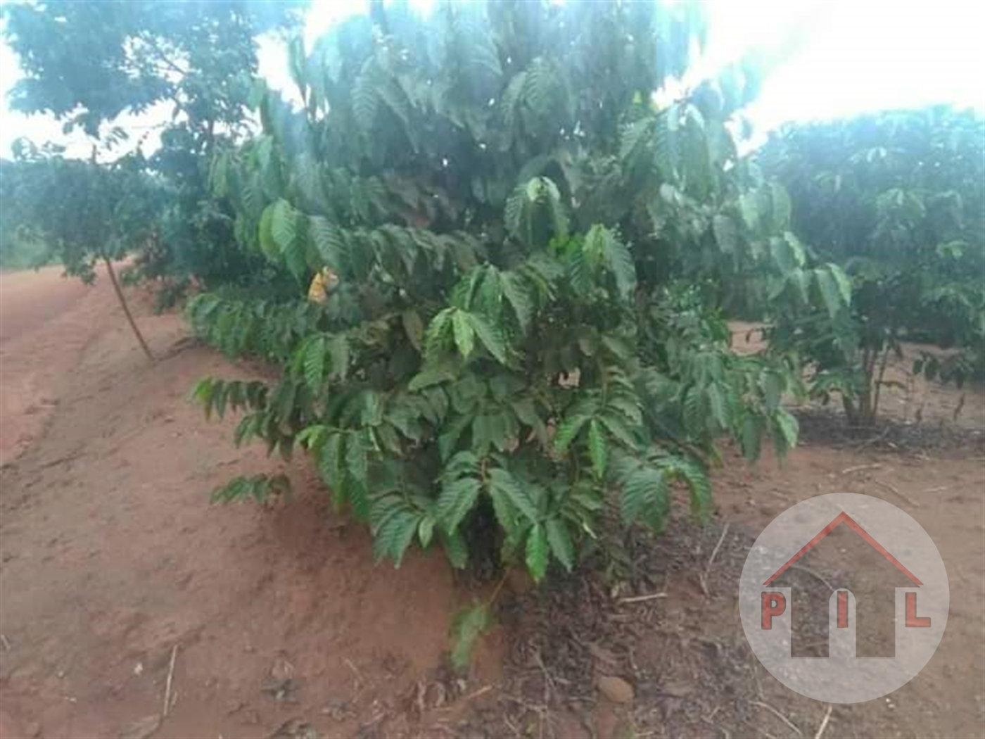 Agricultural Land for sale in Mubende Mubende