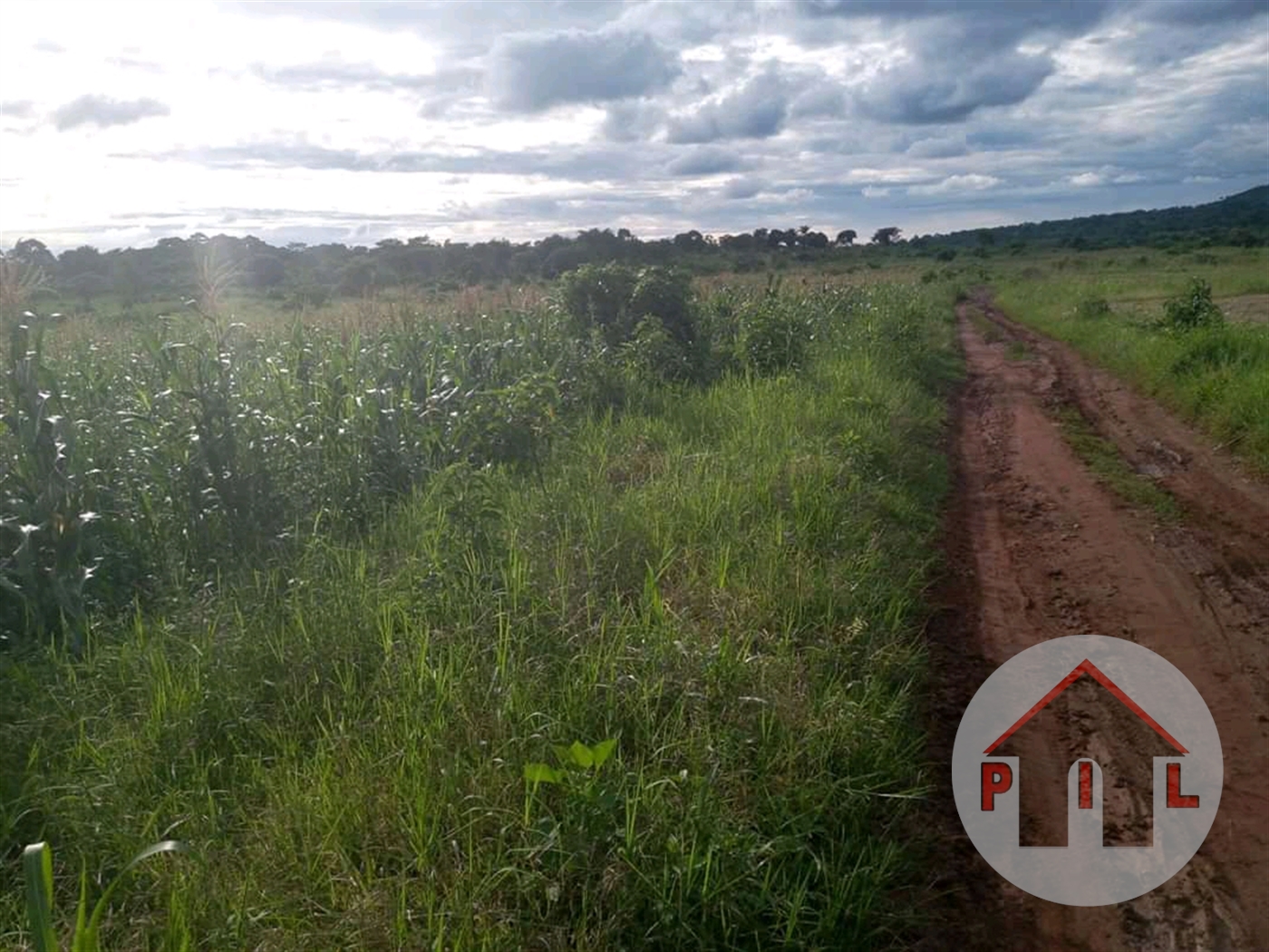 Agricultural Land for sale in Busunjju Mityana