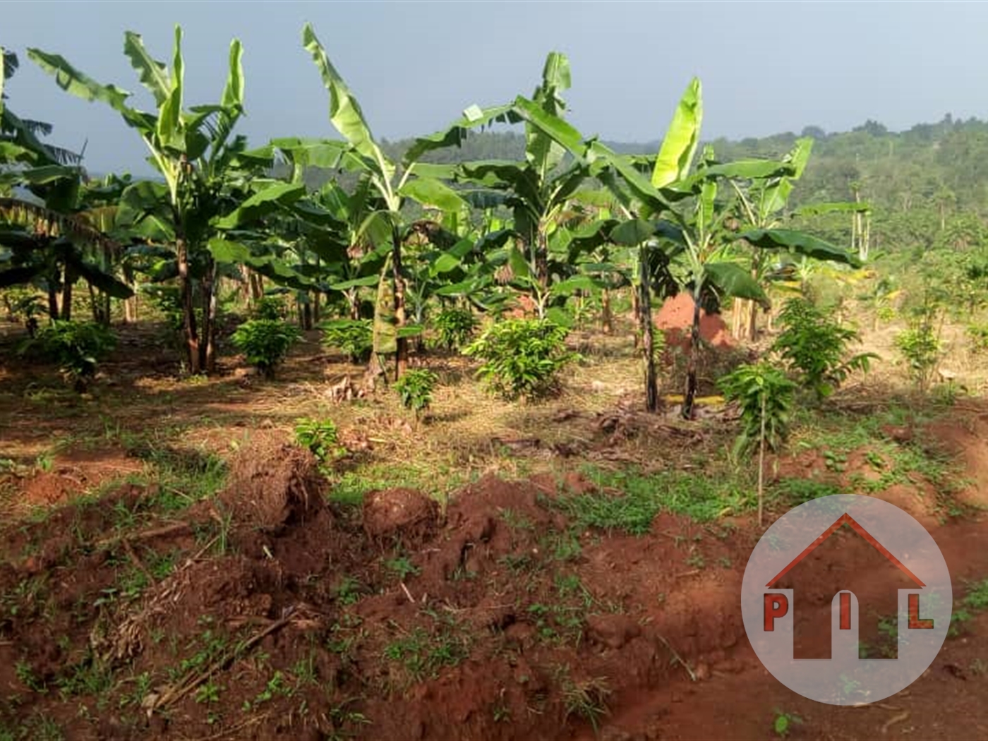 Agricultural Land for sale in Katende Mpigi