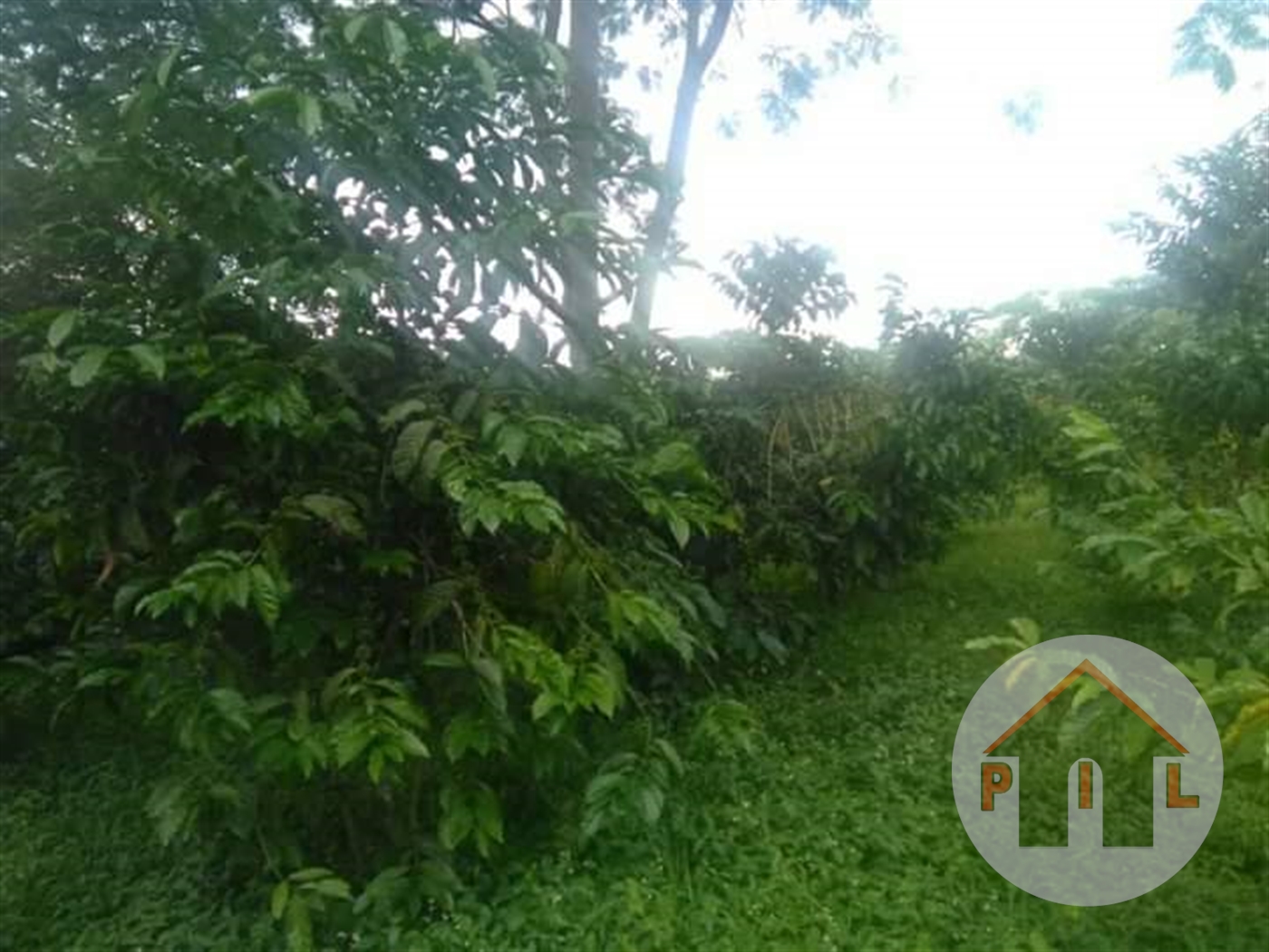 Agricultural Land for sale in Luweero Luweero