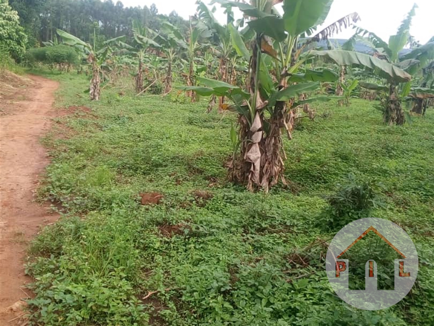 Agricultural Land for sale in Nalongo Luweero