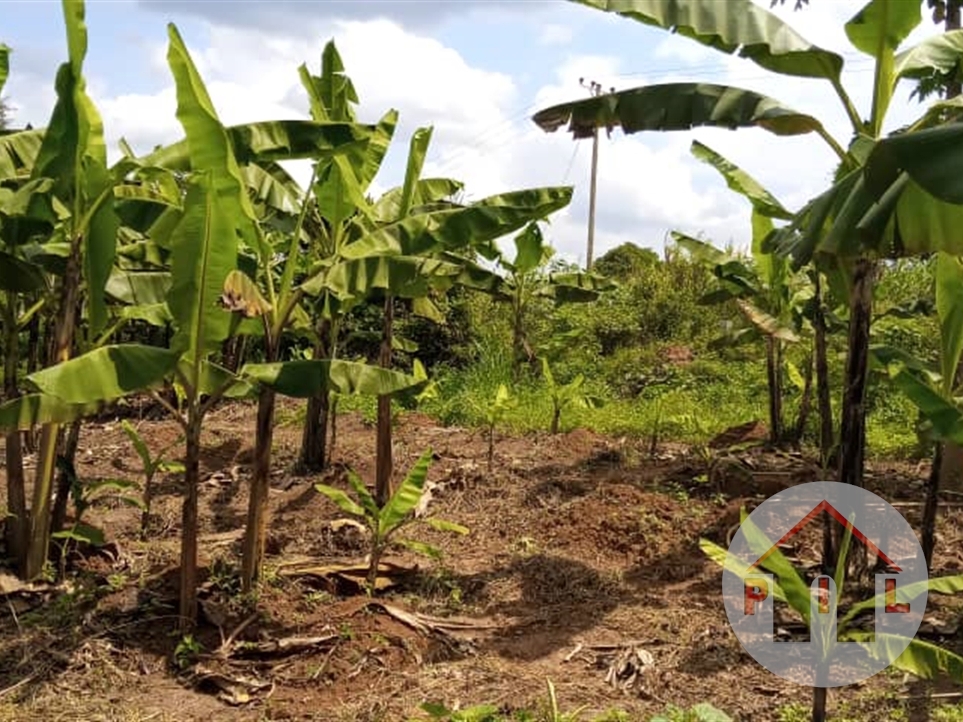 Agricultural Land for sale in Kisozi Mityana