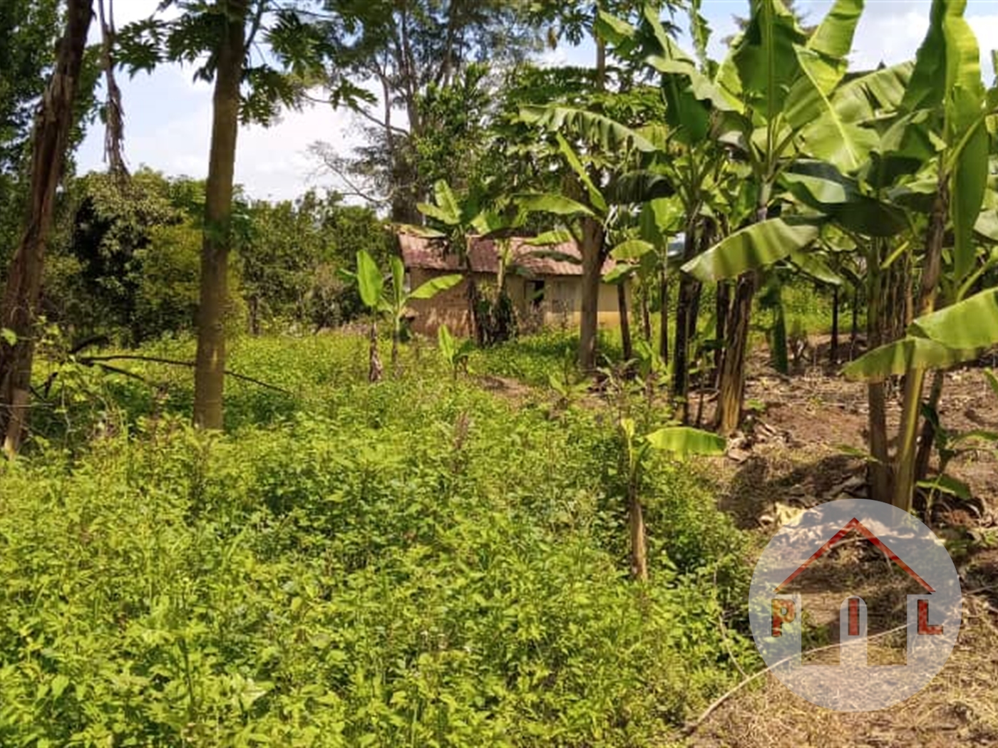 Agricultural Land for sale in Kisozi Mityana
