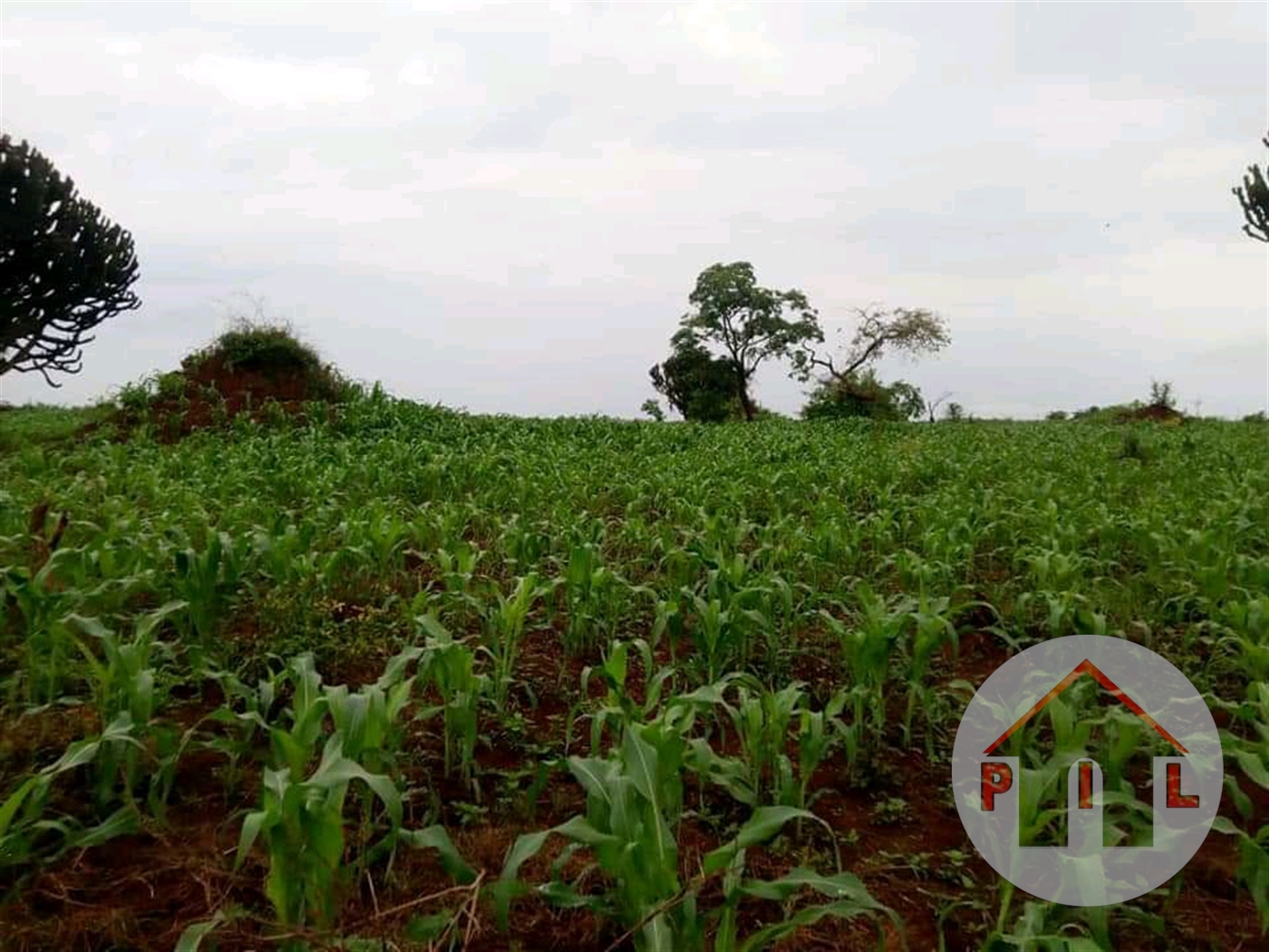 Agricultural Land for sale in Kyegegwa Kyenjojo