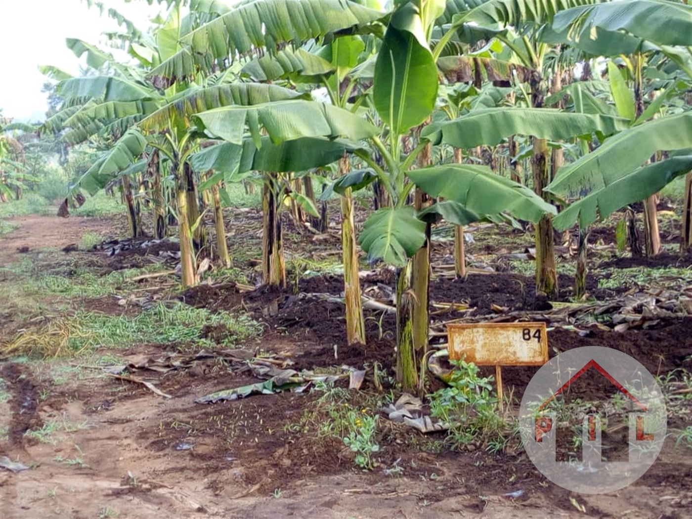 Agricultural Land for sale in Buwama Mpigi